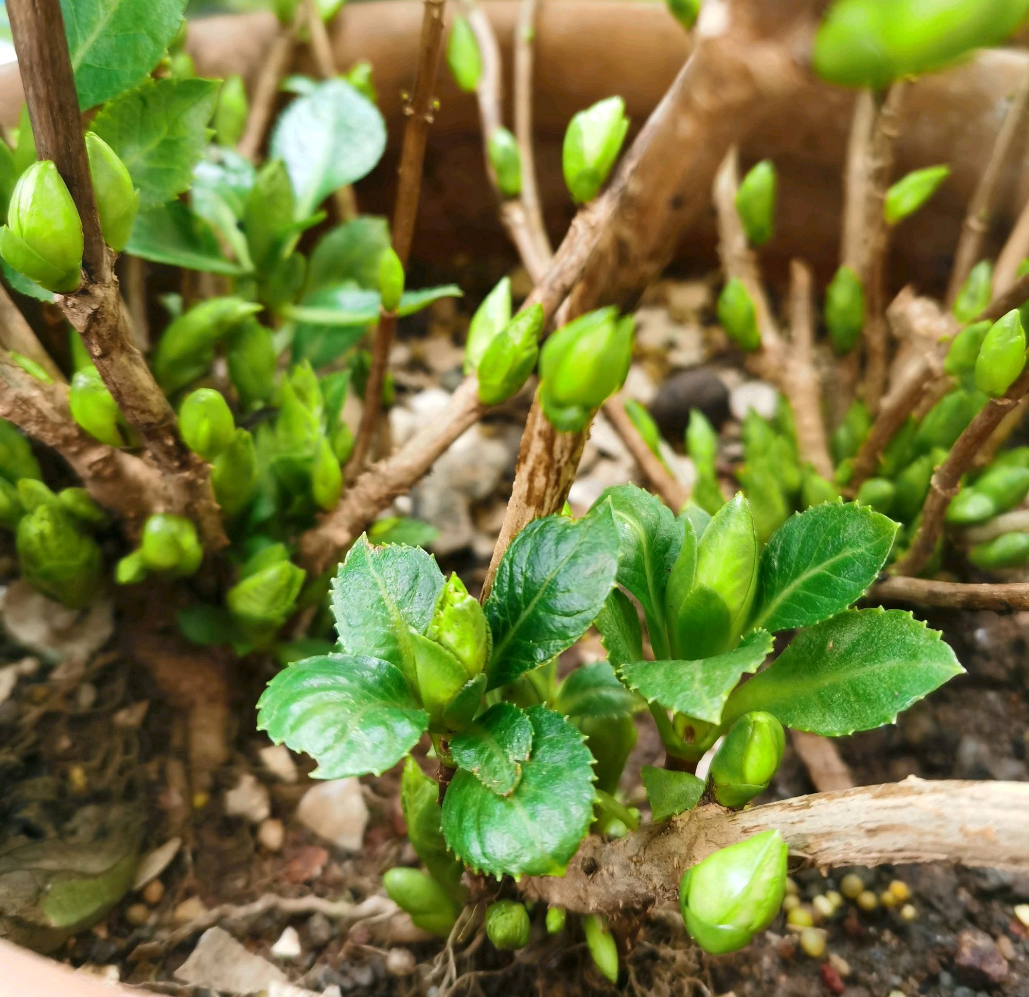 绣球花脚芽比花苞还多会影响开花吗高兴还来及开花爆盆稳了