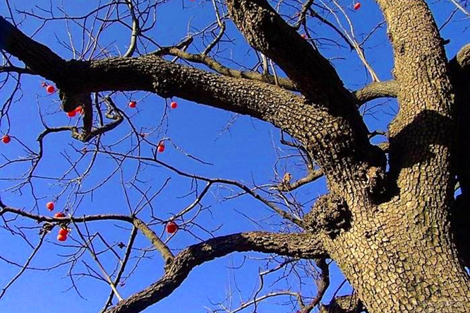 5年生的柿子树不断脱皮,是什么原因?该如何处理?方法来了