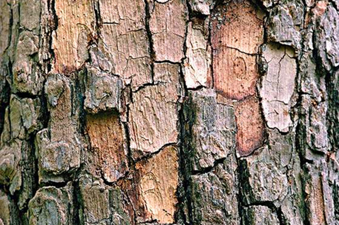 5年生的柿子树不断脱皮,是什么原因?该如何处理?方法来了