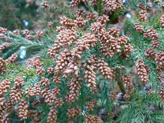 #花粉症#服用恐致失明 日本专家呼吁警惕花粉症药物副作用