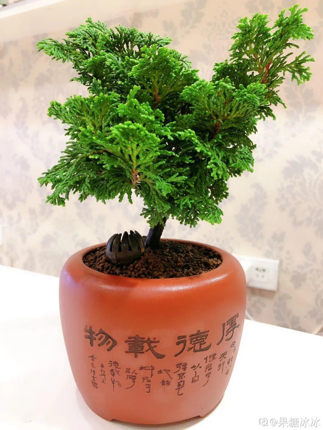 石化桧柏,桧柏_大山谷图库