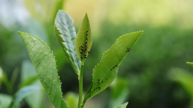 蚜虫是茶园常见害虫,聚集于茶树嫩叶背面刺吸汁液,致使茶树叶片萎缩