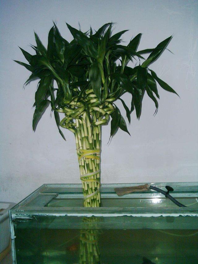 节节竹子的养法图片