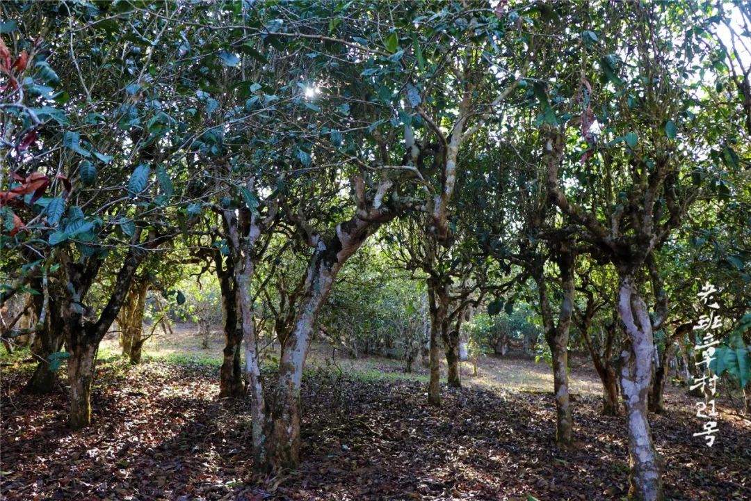 老班章茶山周报图片解说位于老班章不同方位的茶园现况