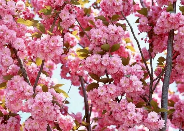 春暖花开74赏花攻略百木争艳万花盛开待疫情结束我们去赏花