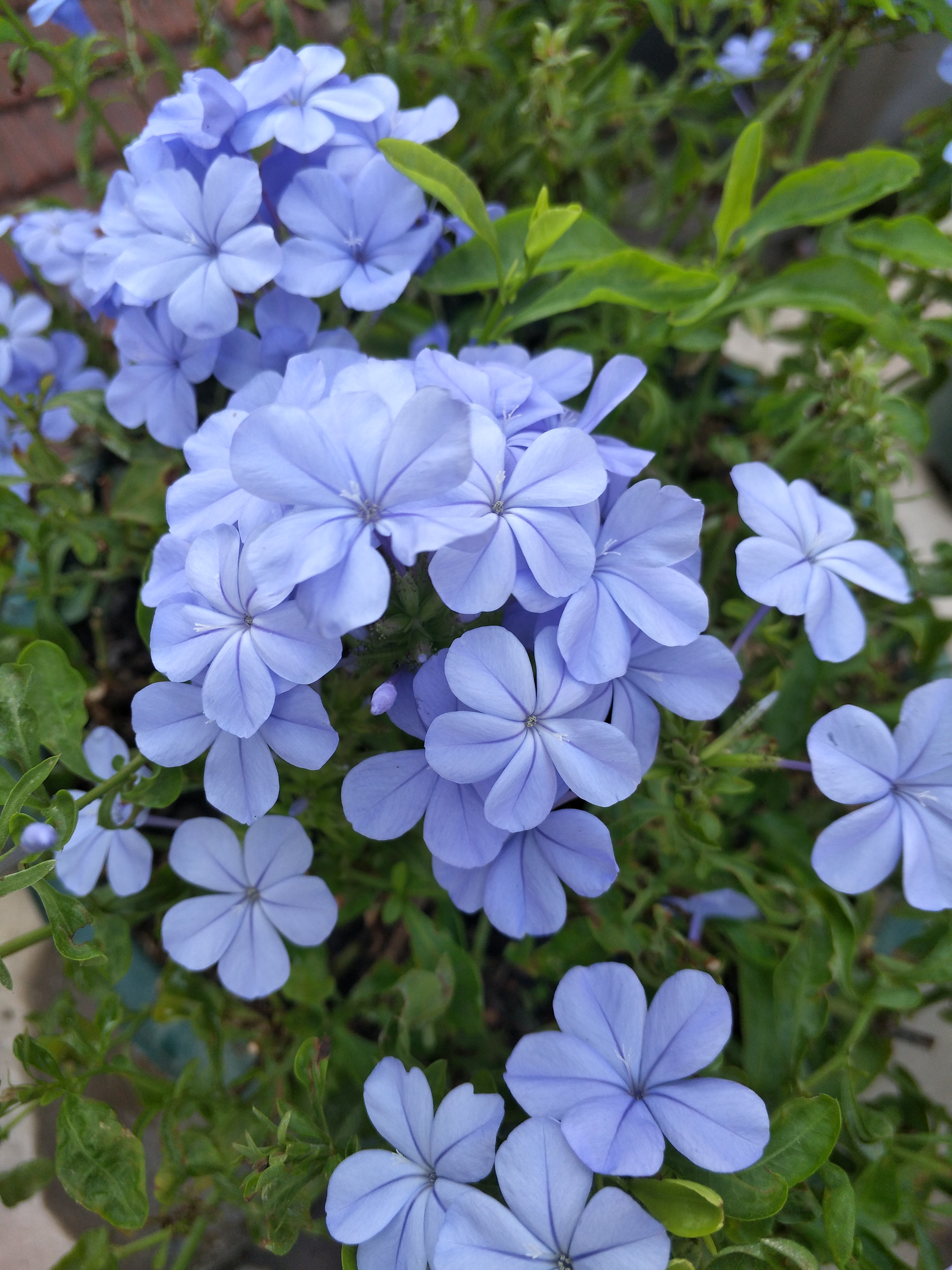喜欢蓝色花朵春季不要错过这两种花花开清凉的蓝色别具一格