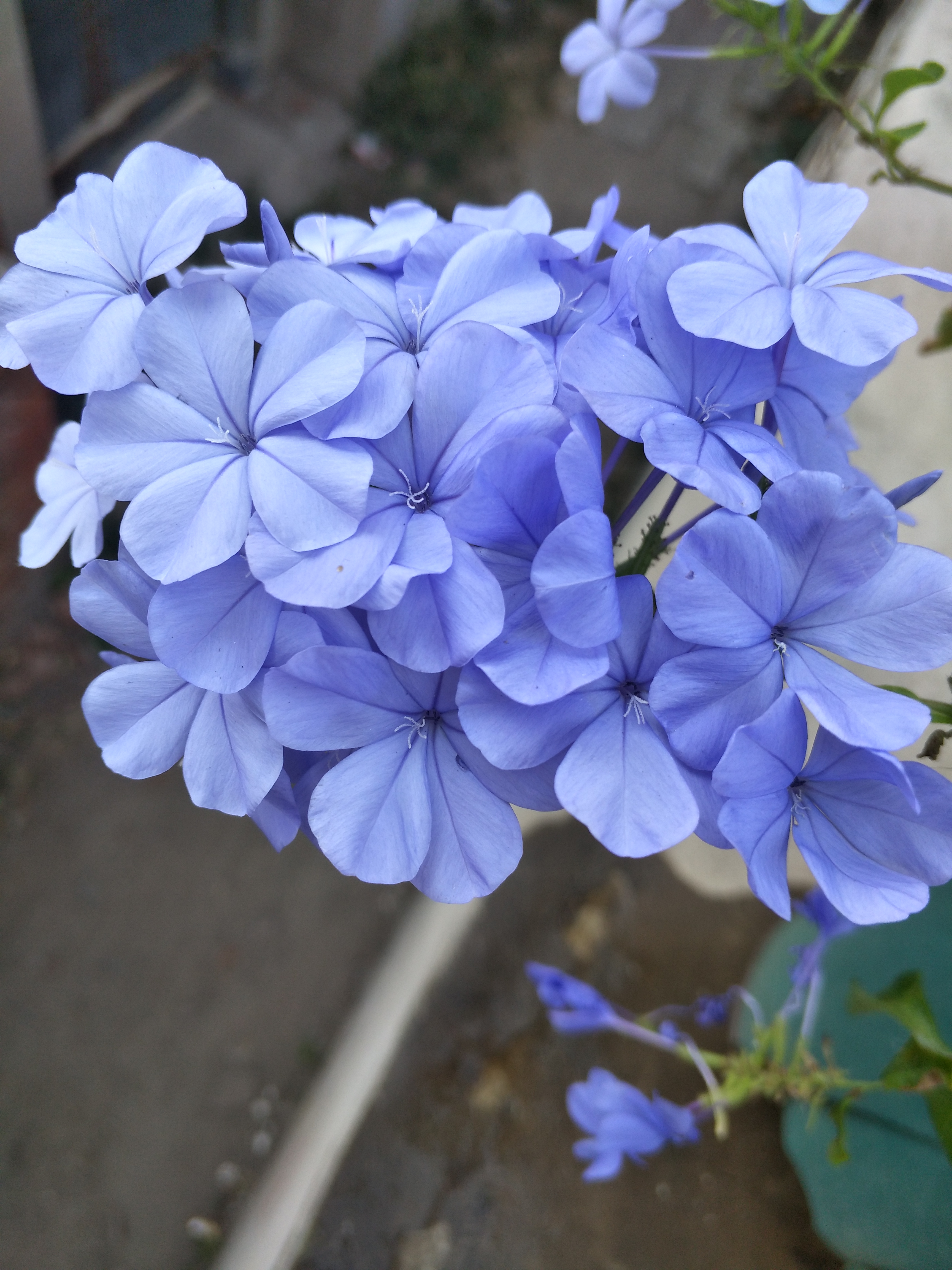 喜欢蓝色花朵春季不要错过这两种花花开清凉的蓝色别具一格