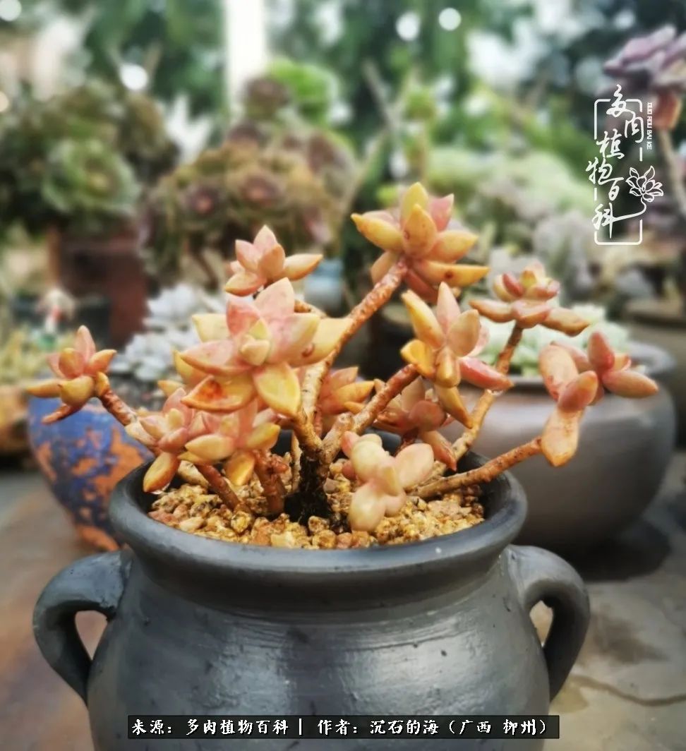 用心感受多肉的温度用有趣的化学探讨人生的深度