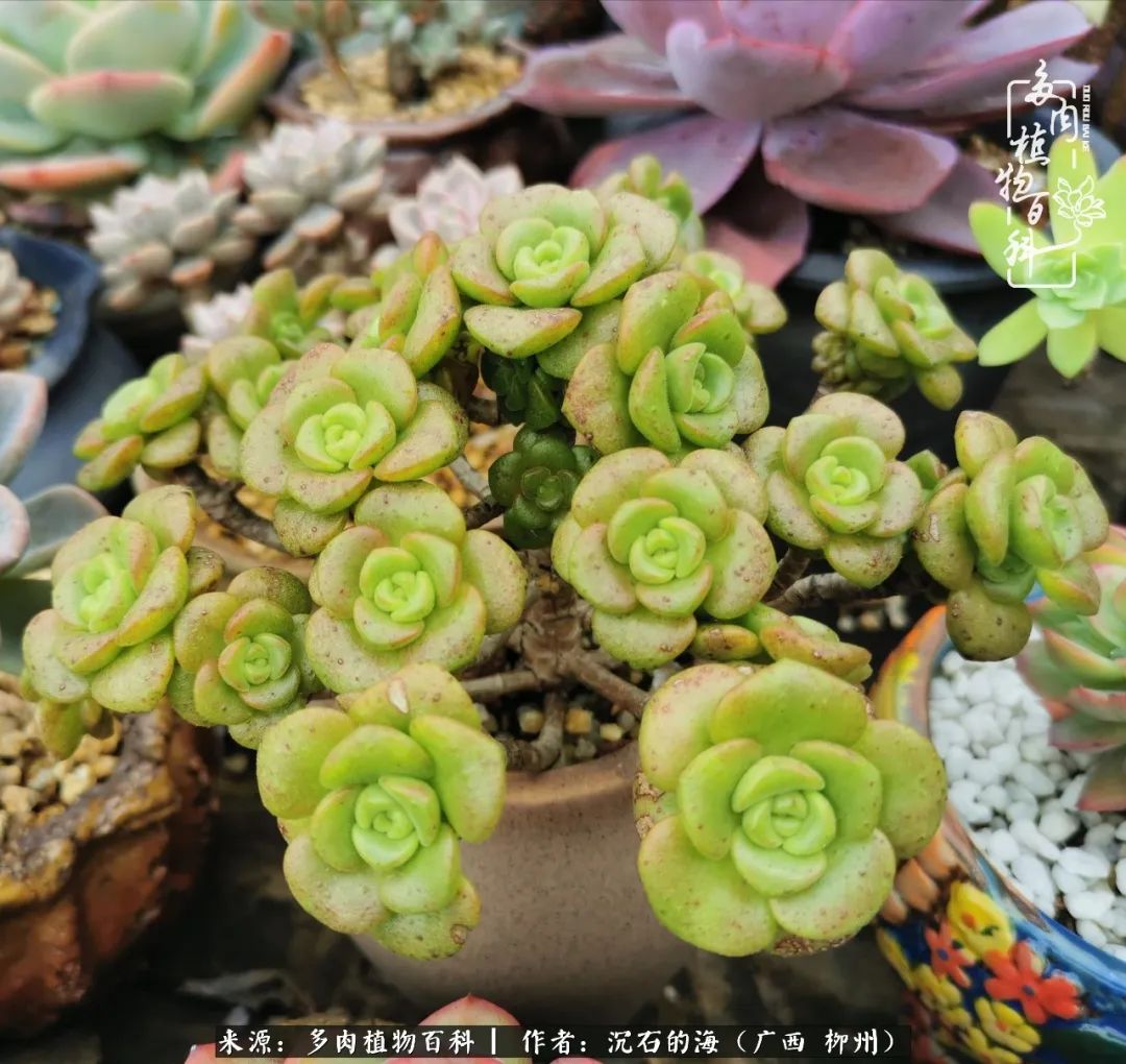 用心感受多肉的温度用有趣的化学探讨人生的深度