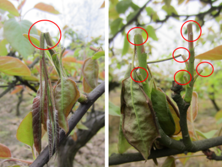 梨树春季害虫识别与防控:梨茎蜂
