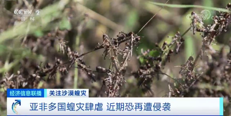 「蝗虫」约10000000000只沙漠蝗在这停留！是否会入侵我国？