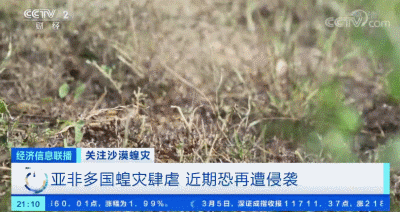 「蝗虫」约10000000000只沙漠蝗在这停留！是否会入侵我国？