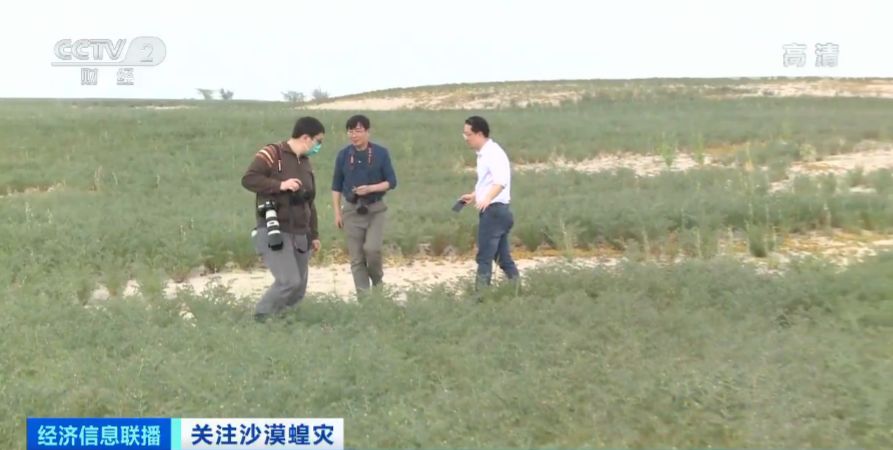 「蝗虫」约10000000000只沙漠蝗在这停留！是否会入侵我国？
