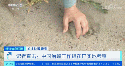 「蝗虫」约10000000000只沙漠蝗在这停留！是否会入侵我国？