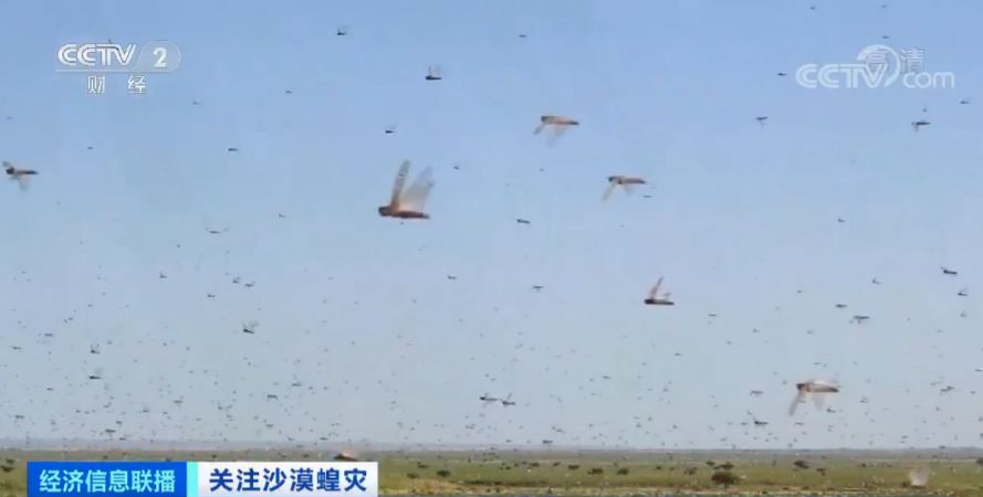 「蝗虫」约10000000000只沙漠蝗在这停留！是否会入侵我国？