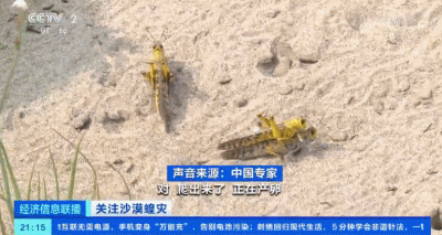 「蝗虫」约10000000000只沙漠蝗在这停留！是否会入侵我国？