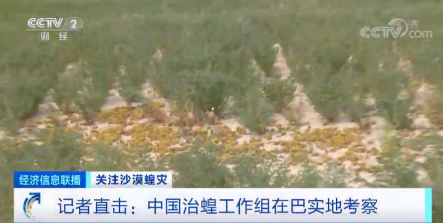 「蝗虫」约10000000000只沙漠蝗在这停留！是否会入侵我国？