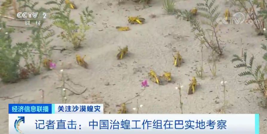 「蝗虫」约10000000000只沙漠蝗在这停留！是否会入侵我国？