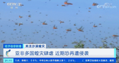 「蝗虫」约10000000000只沙漠蝗在这停留！是否会入侵我国？