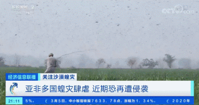 「蝗虫」约10000000000只沙漠蝗在这停留！是否会入侵我国？