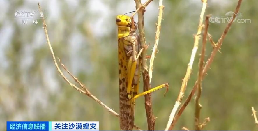 「蝗虫」约10000000000只沙漠蝗在这停留！是否会入侵我国？
