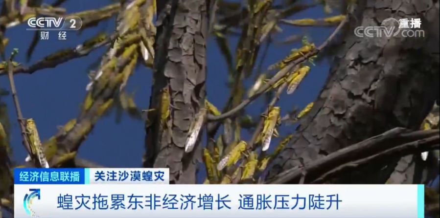 「蝗虫」约10000000000只沙漠蝗在这停留！是否会入侵我国？