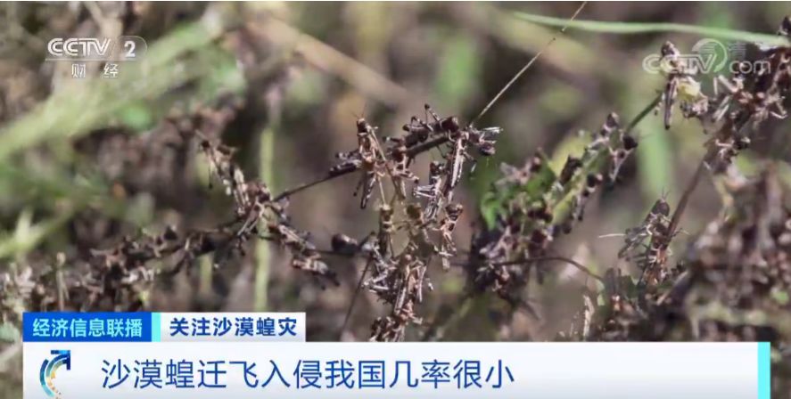 「蝗虫」约10000000000只沙漠蝗在这停留！是否会入侵我国？