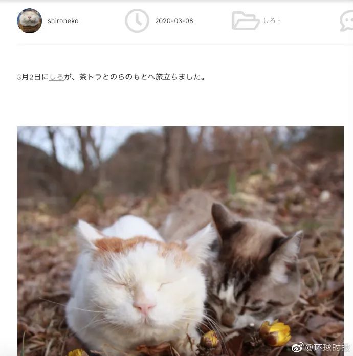 猫叔■日本网红猫咪“猫叔”去世