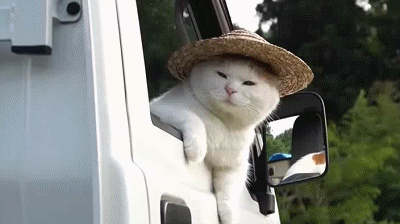 猫叔■日本网红猫咪“猫叔”去世