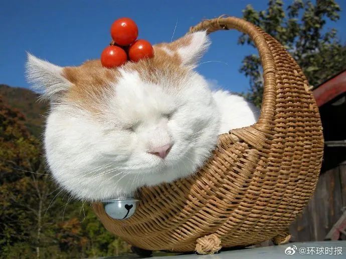 猫叔■日本网红猫咪“猫叔”去世