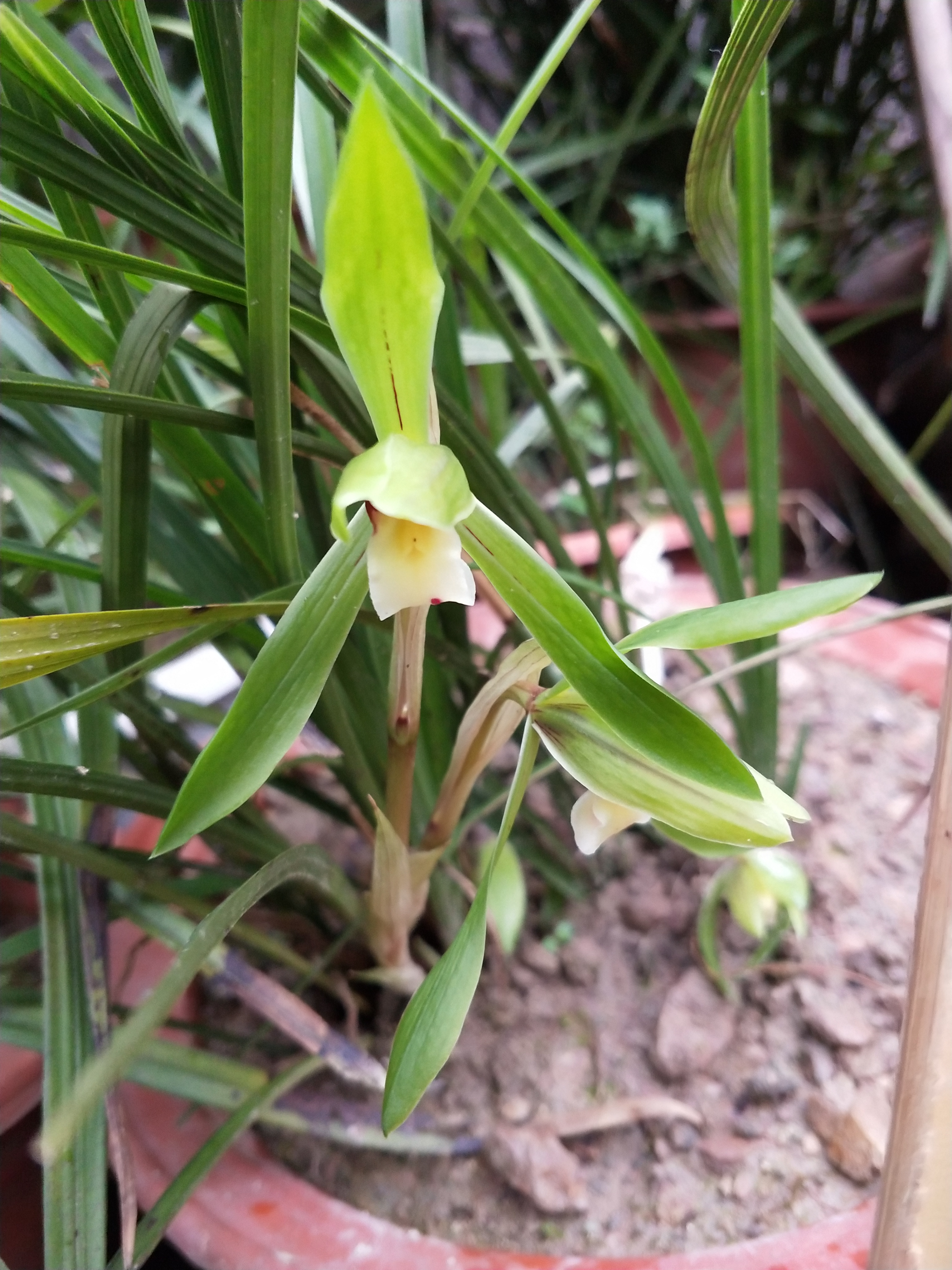 野生兰花开花好不好看
