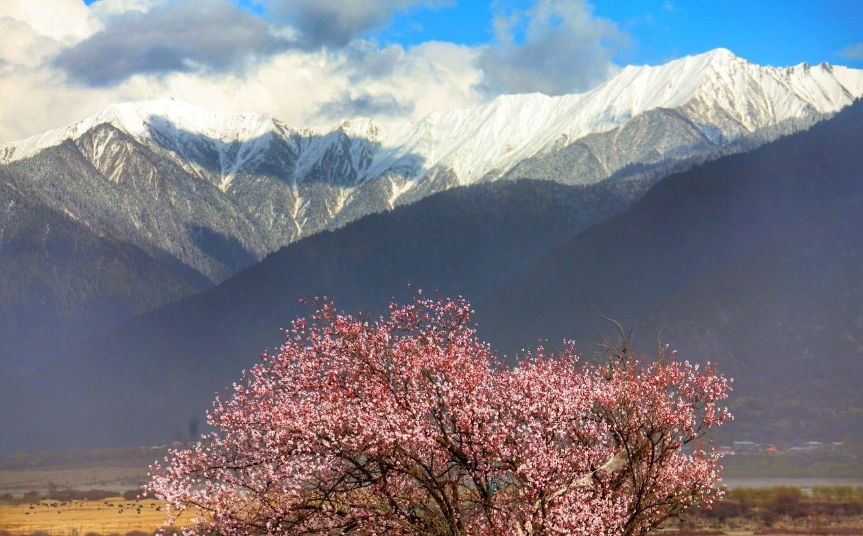 然烏—波密—桃花溝—林芝桃花村—林芝因為相對大峽谷,波密等地方來