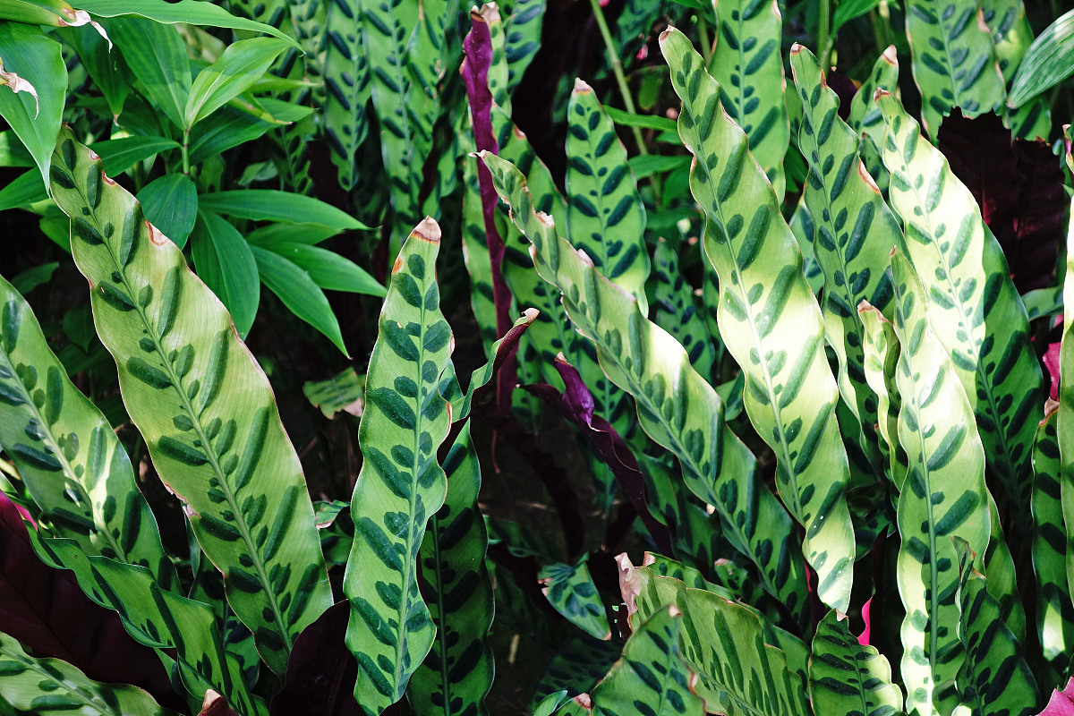 竹芋株型饱满叶片鲜嫩翠绿只是性子太娇气缺水直接干叶