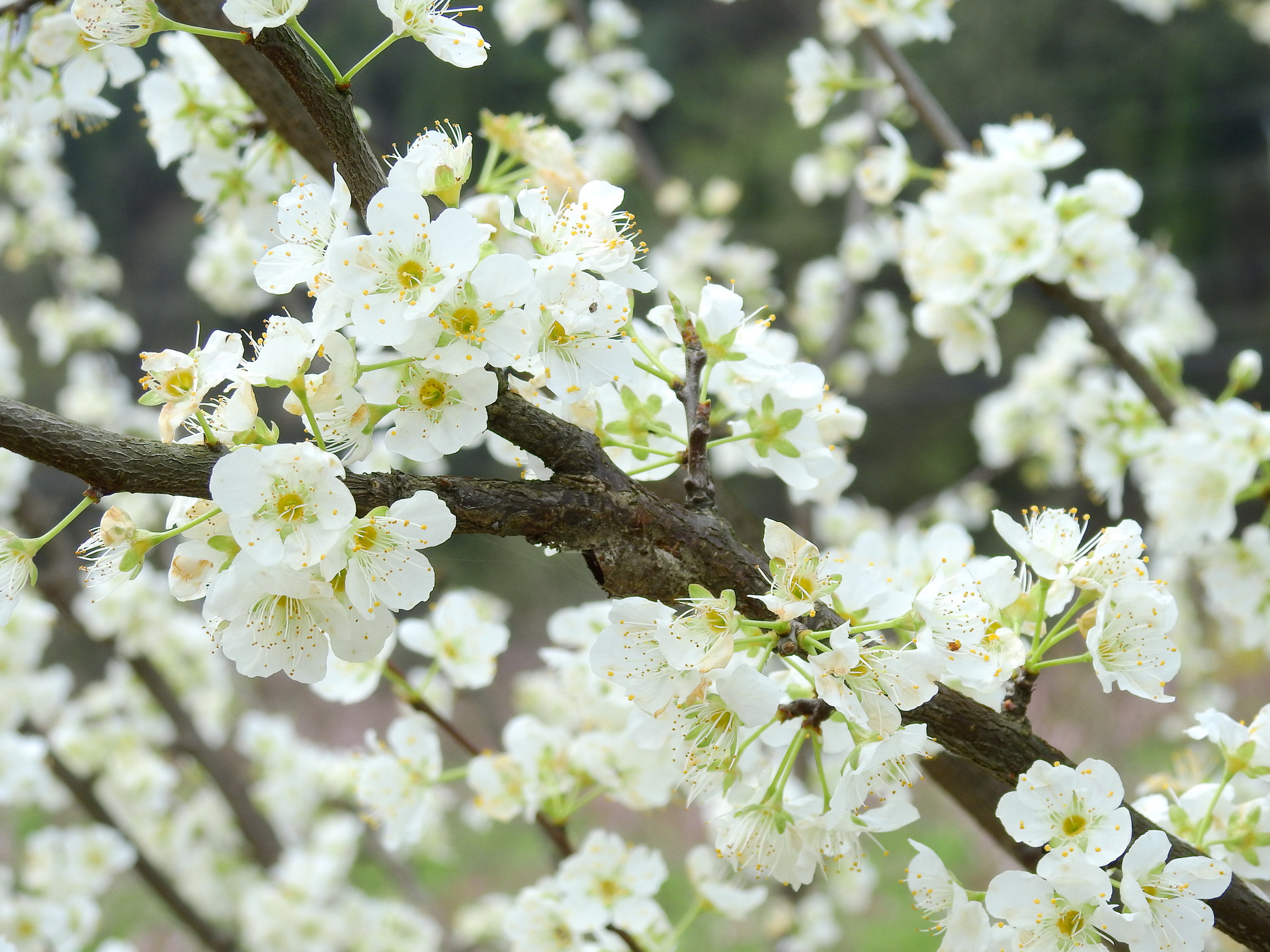 梨花风起正清明