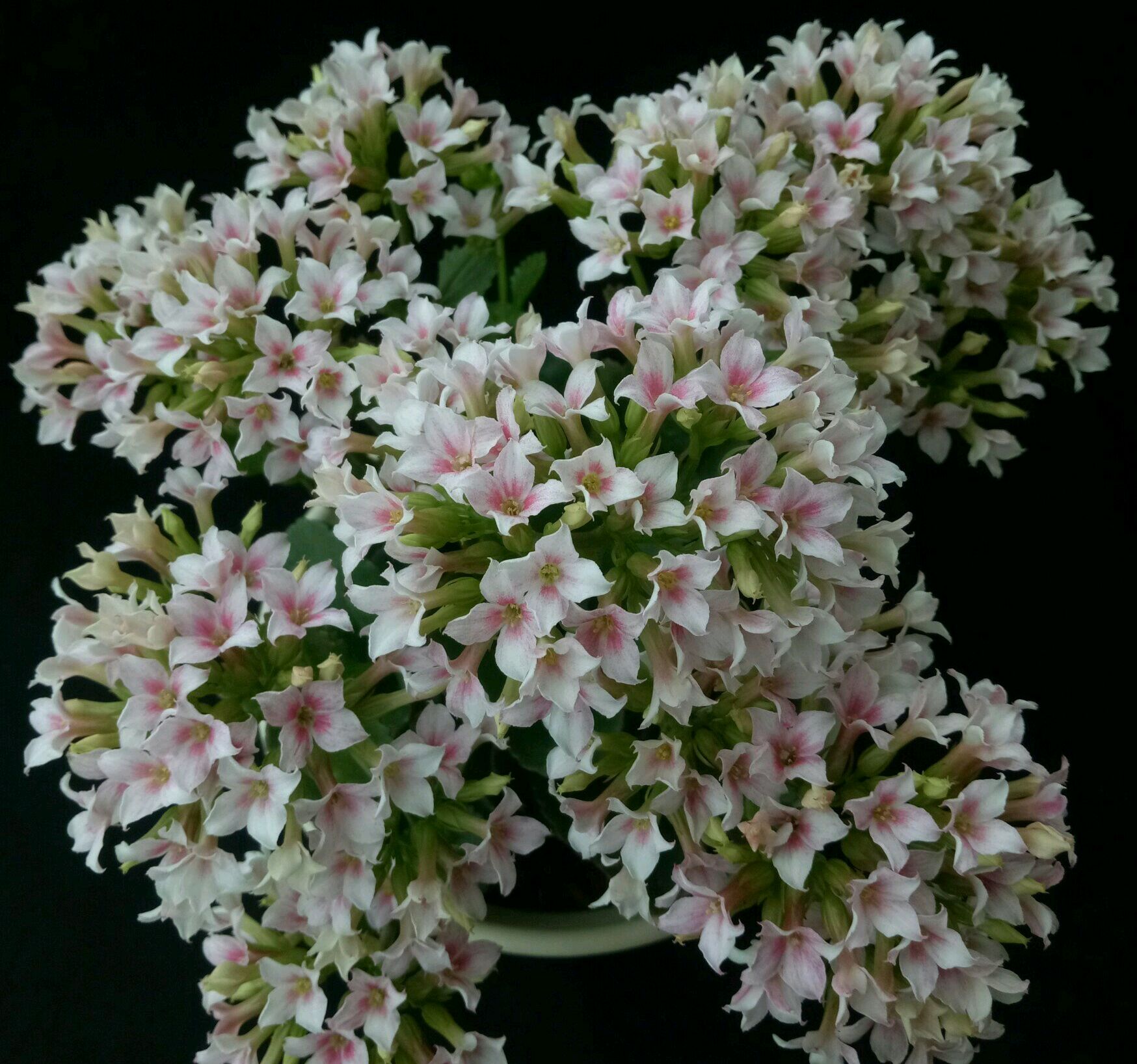 上图就是小百合长寿花开花爆盆的图片,其实看花朵的形状真的和百合花