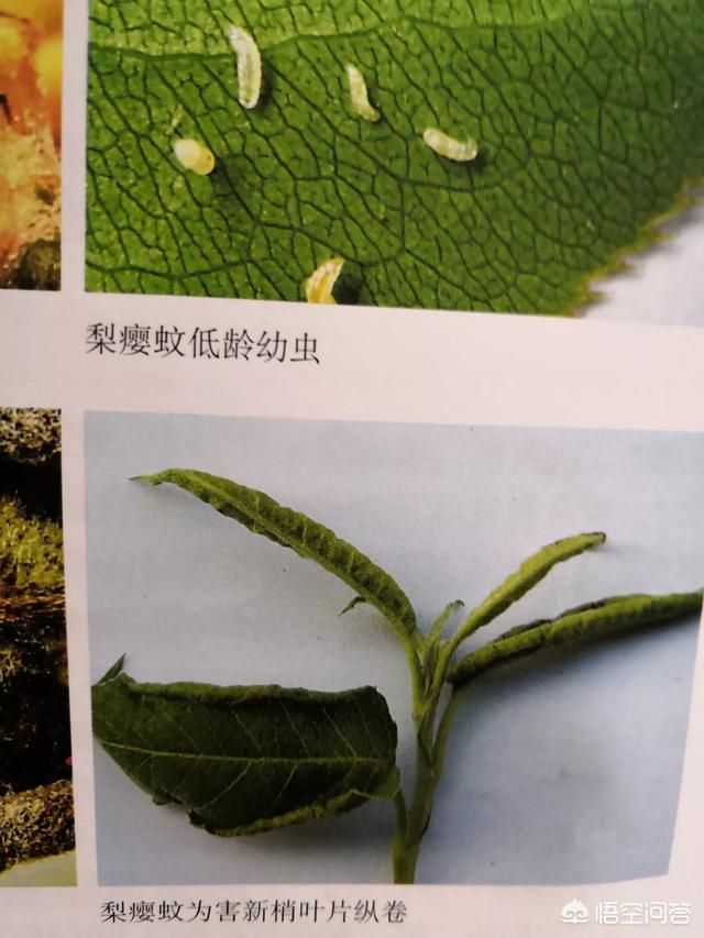 梨树春季害虫识别与防控之三:梨瘿蚊