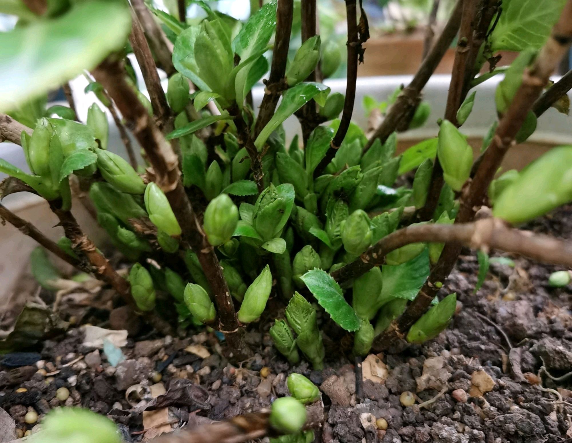 好气人有花友嫌弃绣球花长新芽多太一厢情愿不顾绣球花感受