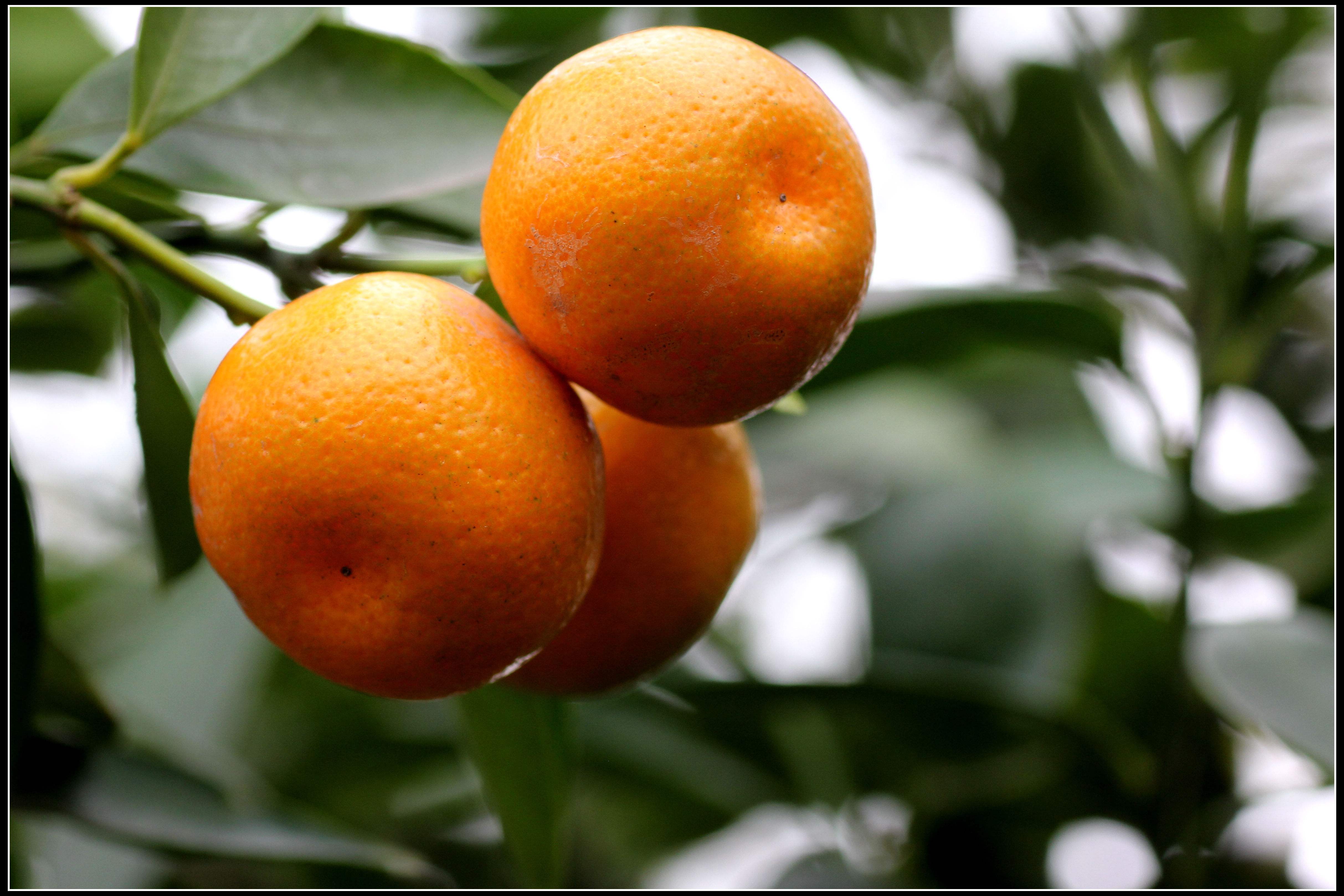 买橘子不要只会挑选金黄色的了果农这样挑不怕买到酸的