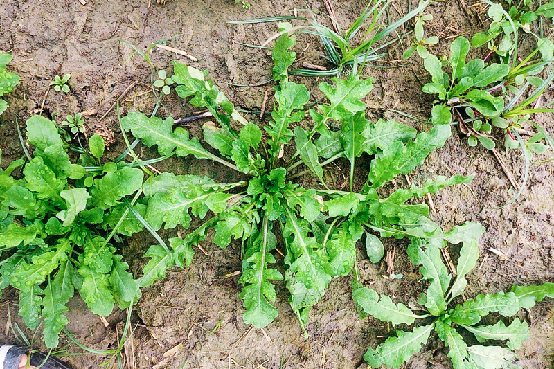 曾是麦田杂草如今成了高档菜12元1斤3月正当季别错过