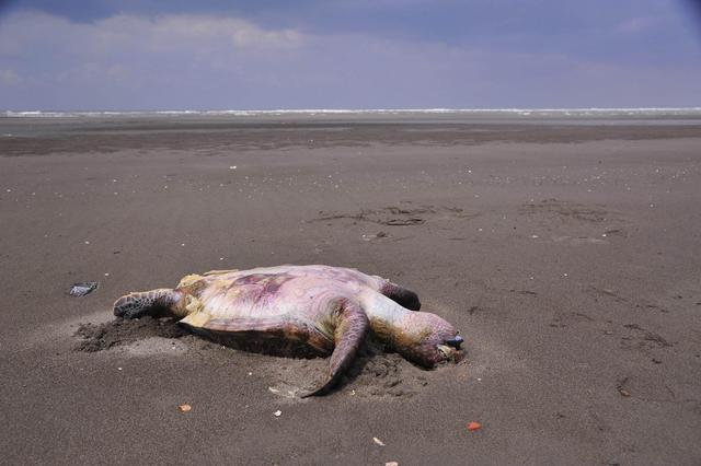 地球出现过五次大灭绝第六次大灭绝会出现吗