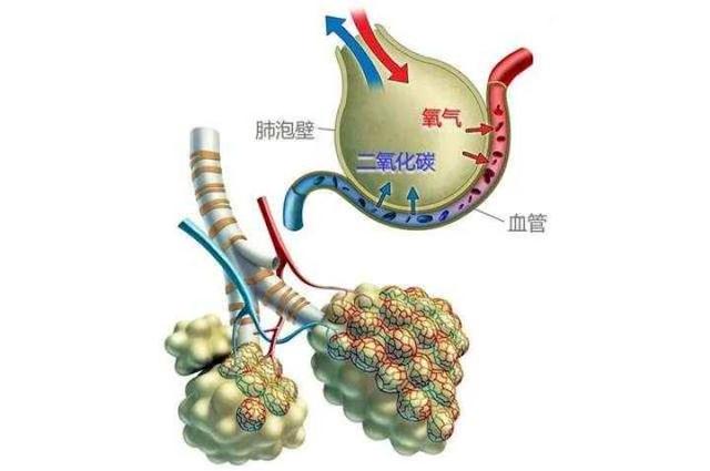 4 微米,如此亲密无间就是为了让气体交换更高效) 肺泡非常小,每个直径