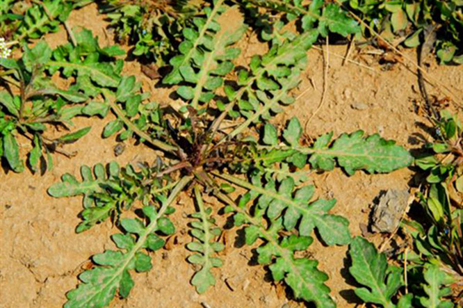 春天农村这10种野菜有相同叫法的那都是家乡人