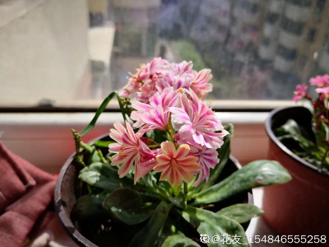 最爱开花的多肉1年能开3个月谁看了都想养