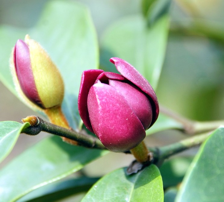答:含笑花的开花时间是3~5月答:含笑花的花语是含蓄和矜持!
