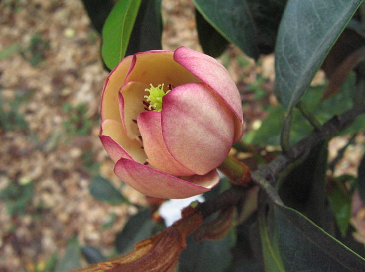 含笑花怎么养看花农解答怎么养好含笑花