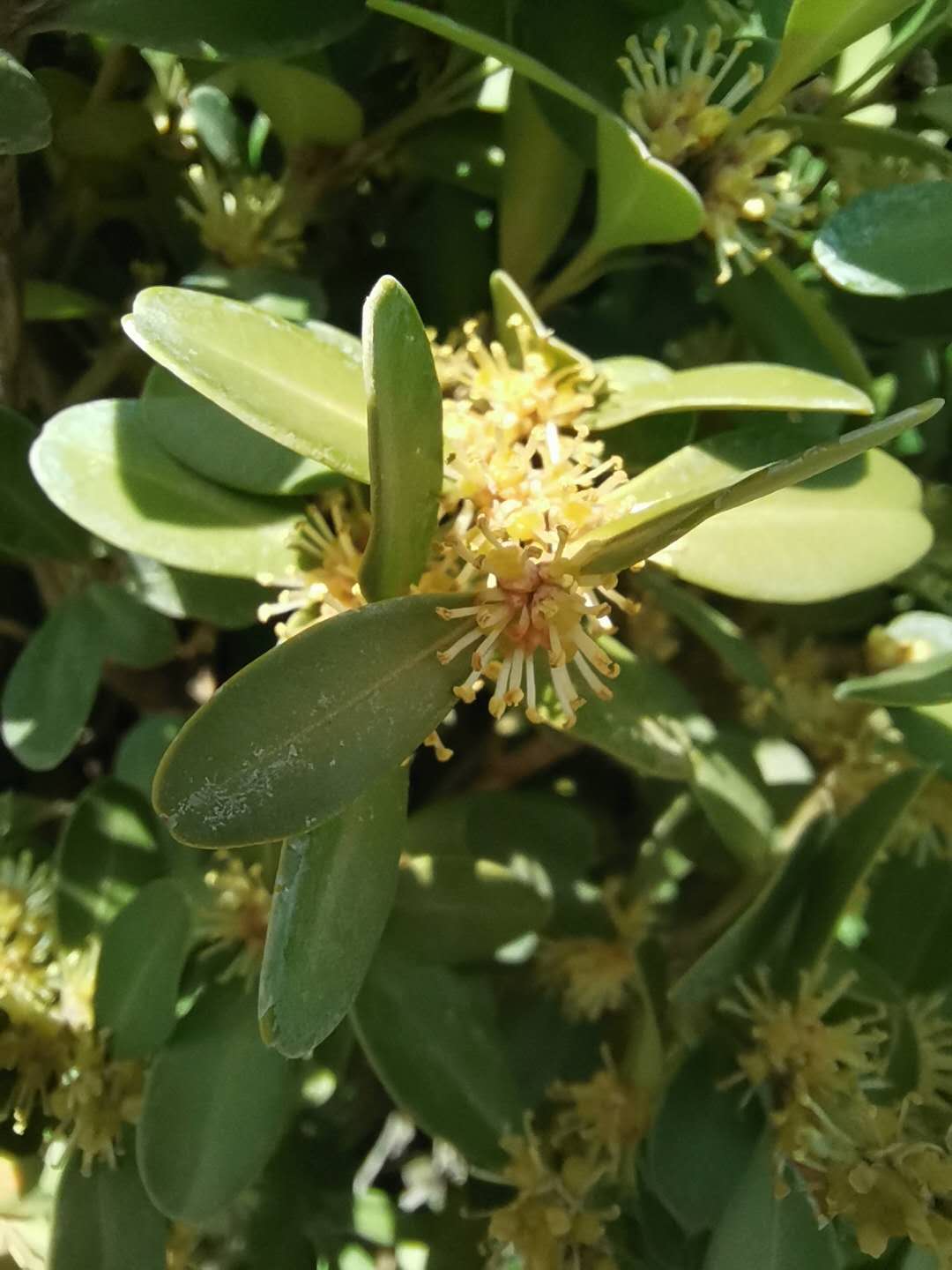 小叶黄杨春季养护技术