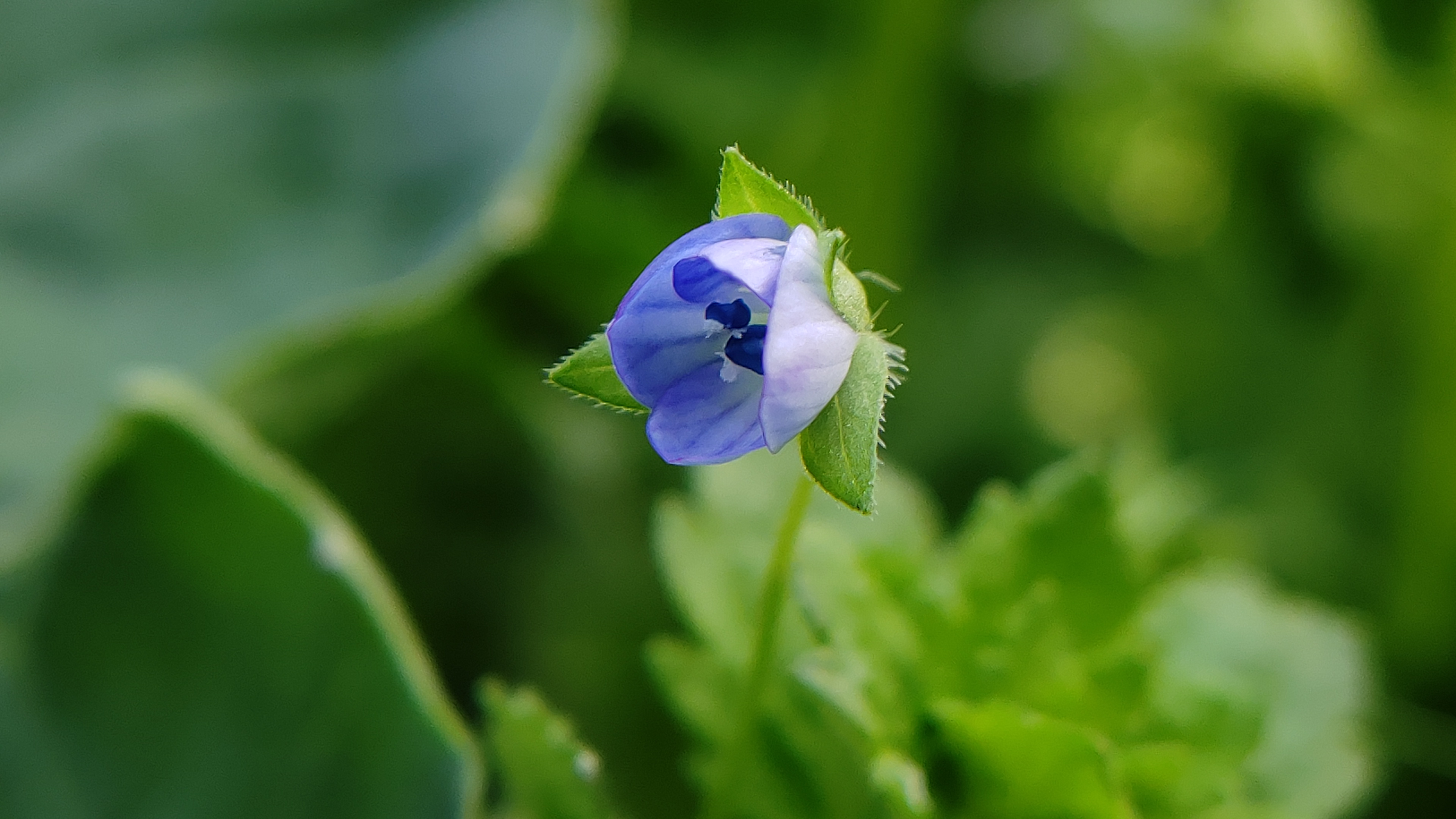 烟花三月春意盎然手机摄影春天请欣赏点评