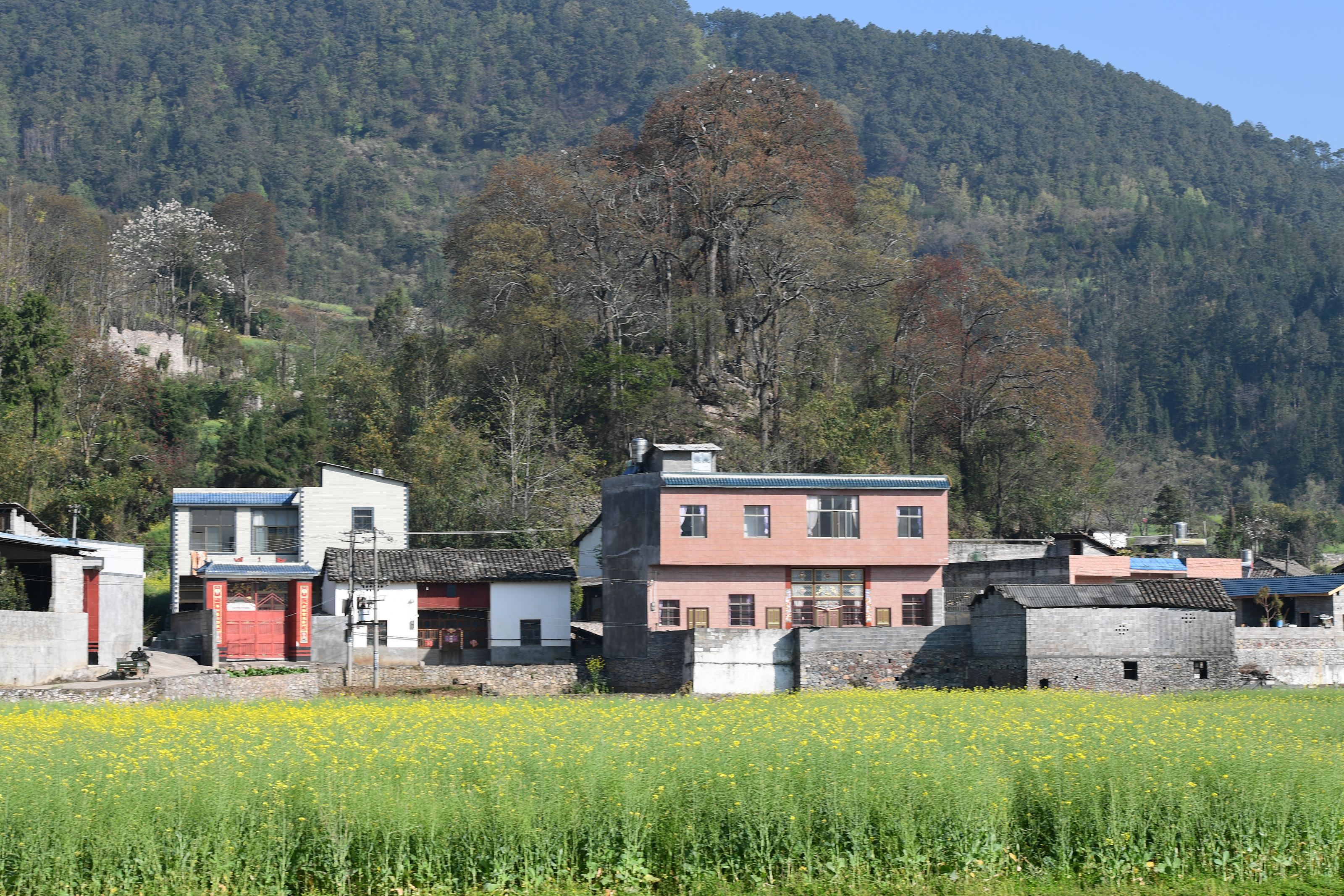 罗平这个村庄古木参天灰鹳在这里垒窝繁殖太壮观了