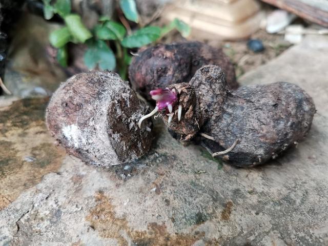 种植的脚板薯要想产量更高品相更好掌握这些种植细节是关键