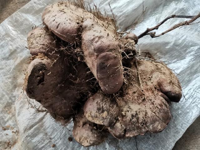 种植的脚板薯要想产量更高品相更好掌握这些种植细节是关键